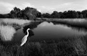 mala
